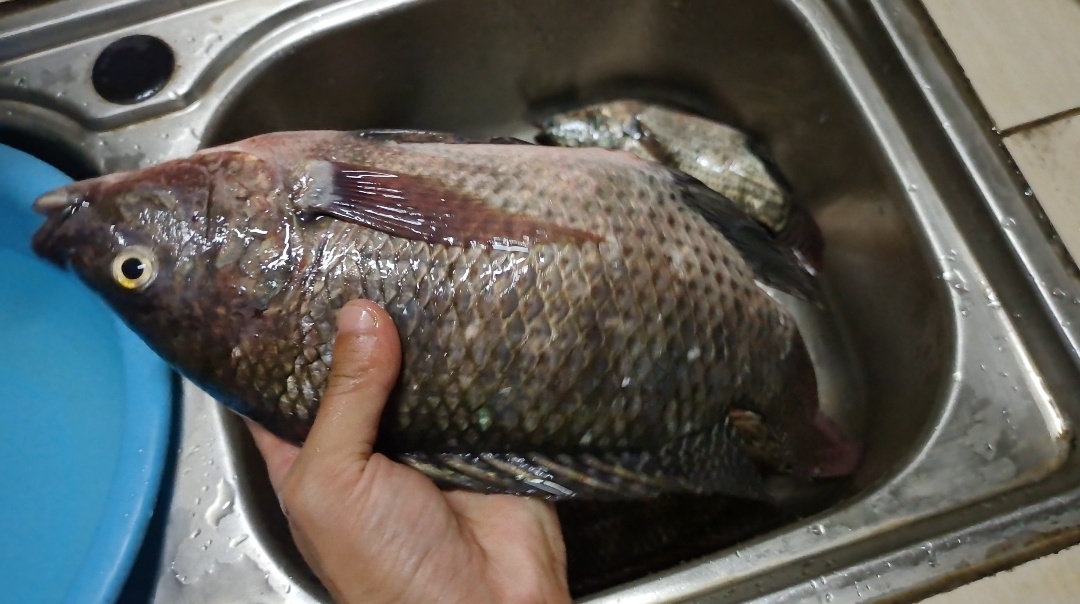 |为什么钓鱼人对小罗非不喜欢,对大非却“疼爱有加”呢?