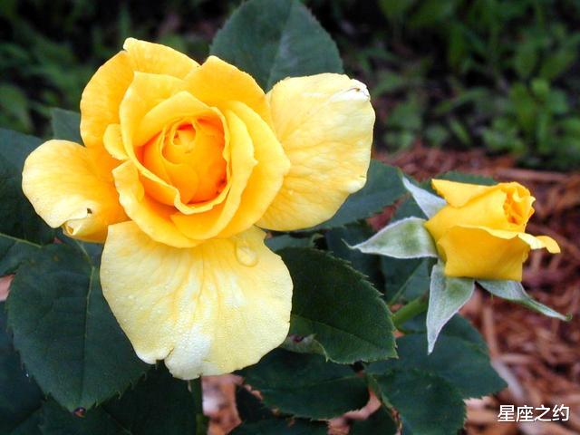 [生肖]从6月开始，摆脱阴霾，迈过坎坷，生活无忧的三大星座