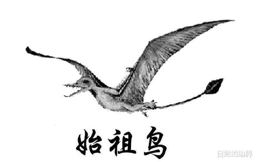 基因|科学家证实:人类是从鱼类进化来的,进化是这样一步步走过来的