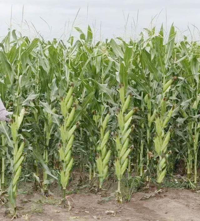 一棵玉米结了十几个玉米棒,产量翻十几倍?异想天开还是新技术?