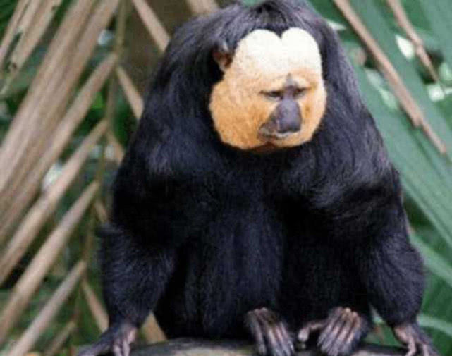 「毒液」它被称“抗毒之王”，比平头哥还强，毒液毒汁就是营养液