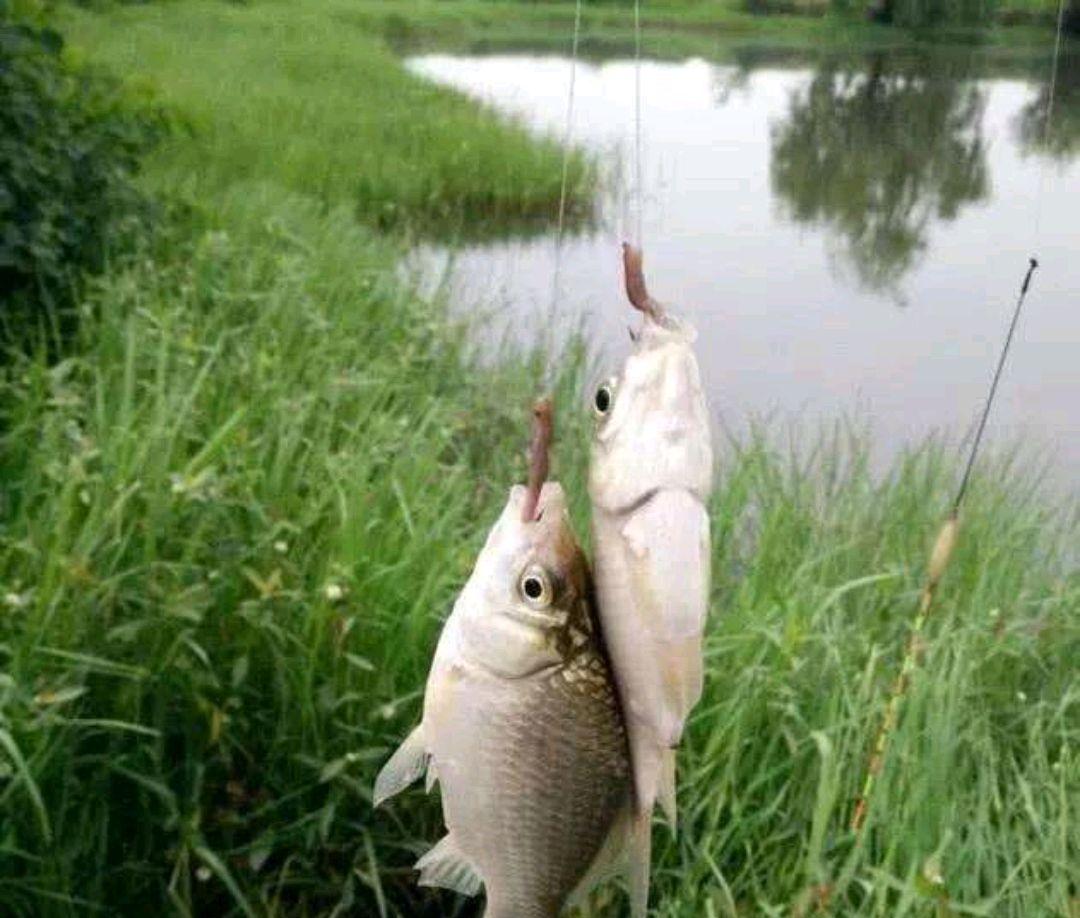 |蚯蚓钓鱼,小杂鱼闹饵让人崩溃,怎么解决?