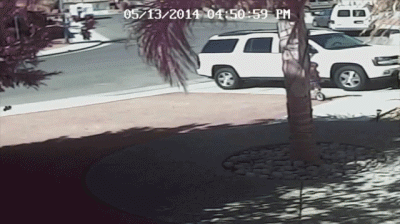 被三只恶狼死死围住，猫咪勇敢将对方击退，保护主人安全