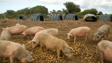 『肉价』5月28日猪肉价格，5跌9涨12平，猪价跌了吗？看完有数了