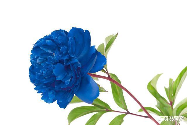 ：心理学：第一眼就喜欢哪朵牡丹花，测你老了会愁钱用吗？