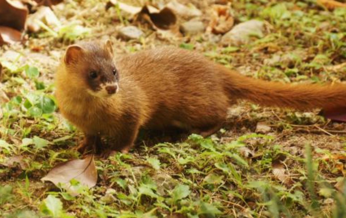 黄鼠狼|为什么老人都说黄鼠狼不能杀？科学研究发现，原来真不能杀