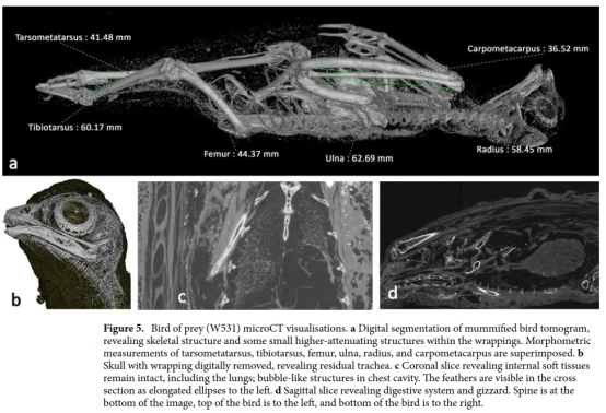 木乃伊|木乃伊接受X光照射后，里面的东西被揭露，竟然不是人！