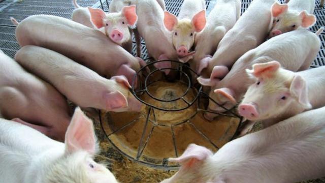 果然悠|建一个年出栏5000头的猪场要多少钱？超详细预算来了，你想建吗？