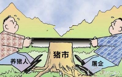 生猪价格 17省下跌!猪价行情“遇冷”,要涨不动了?养猪人:太难了