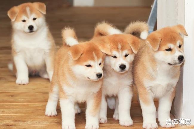 这5种狗的价格超高，不是一般人能养得起的，藏獒上榜