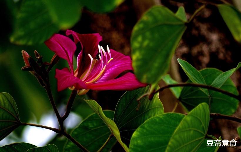 「生肖」6月底，桃花纷飞，姻缘暗涌，跟前任重新和好的四大生肖