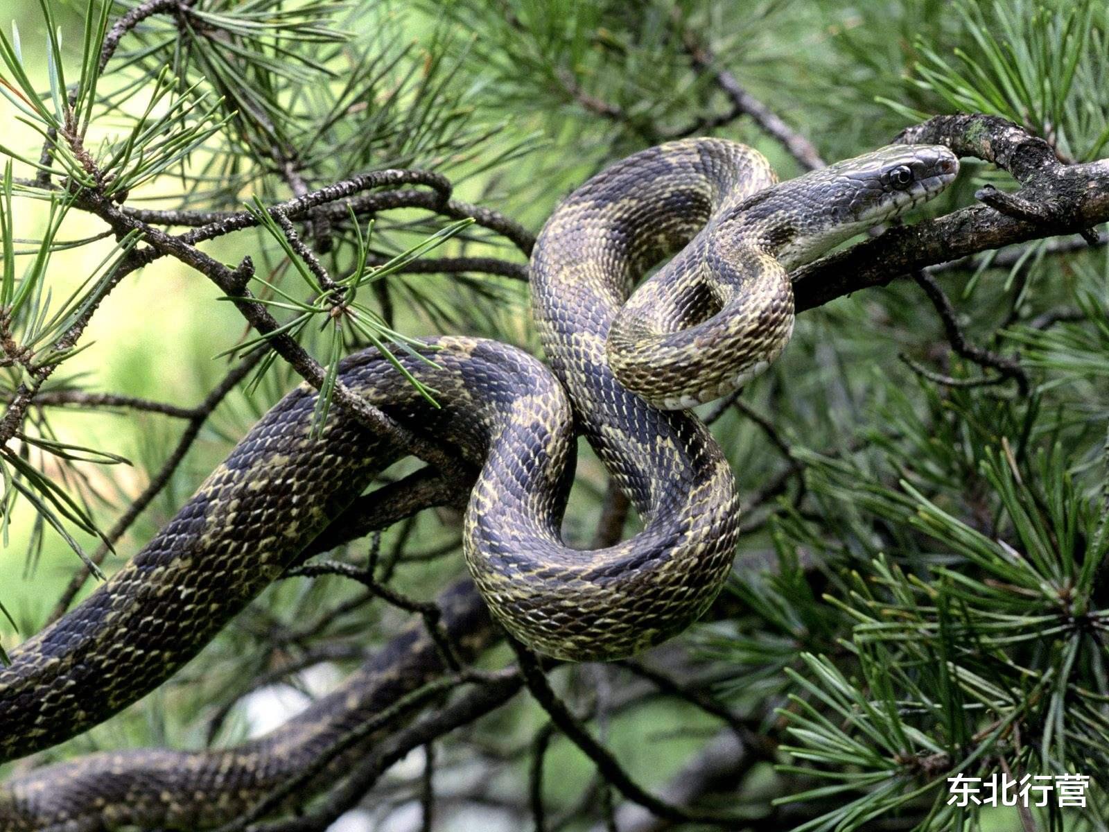 毒蛇|猪是蛇的克星?为啥人们印象中蠢笨的猪却不怕毒蛇,看完涨知识了