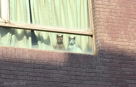 主人出门忘打招呼，回头一看，窗边两只“猫咪怨灵”眼神哀怨