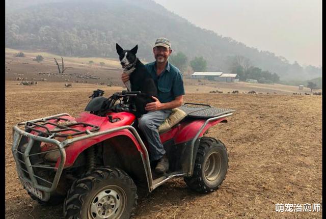 澳洲森林大火蔓延到农场，边牧临危不乱，将羊群全赶到安全区域！