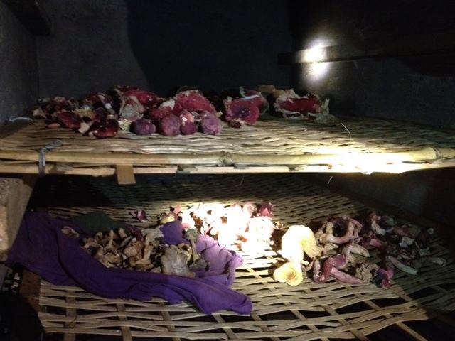 『红菇』一年收获不足50斤，市价千元一斤，吃过的都说奢侈