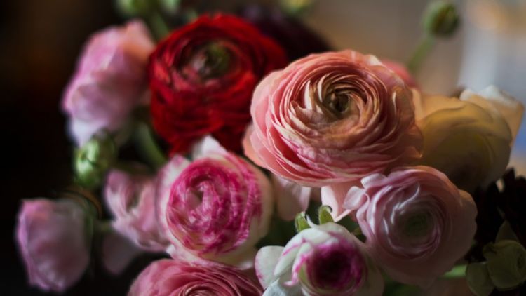 十二星座|9月生肖运势：正桃花来袭，喜得真爱，一生花好月圆