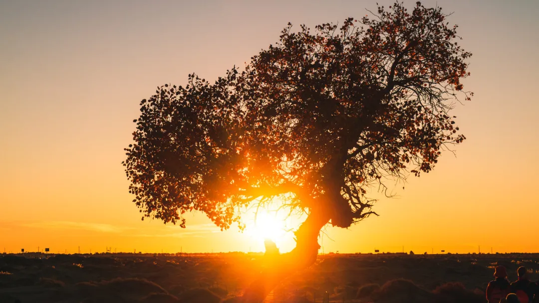 额济纳|忽然,想去额济纳了