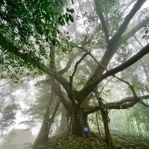 #鬼吹灯之寻龙诀#《鬼吹灯之云南虫谷》即将杀青，原班人马齐冒险，剧照有点恐怖