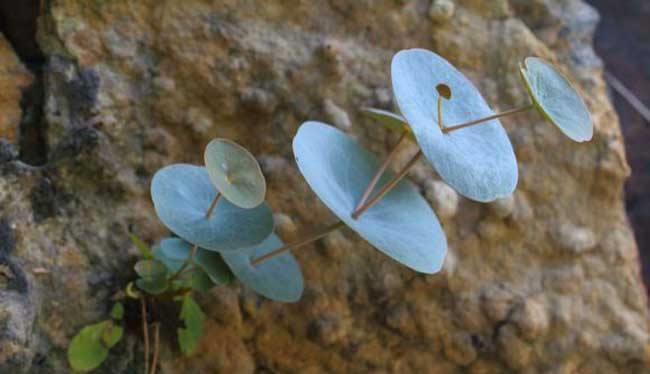 中药:这东西,人称“穿心草”,属极品中药,若有幸遇见,切勿随意采挖