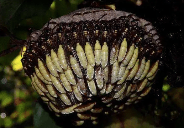 []美洲的这种“向日葵”， 捅一下也许会要命， 毒性不弱于眼镜蛇