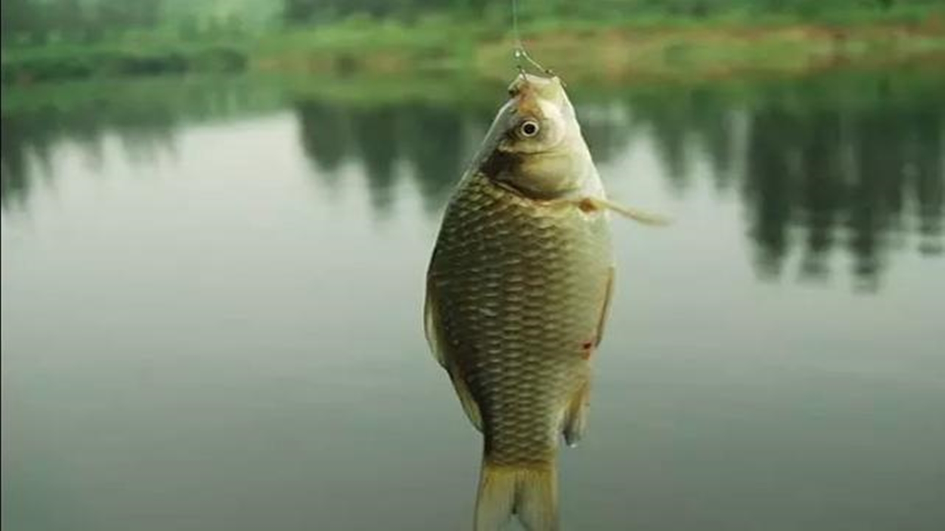 饵料|为什么别人钓鱼连竿，我的钓位一口没有？认识台钓，让你鱼获翻番！