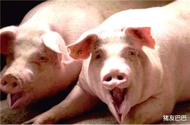 生猪价格|9月14日猪价：下跌无休止！中秋、国庆猪价要“凉凉”？答案来了