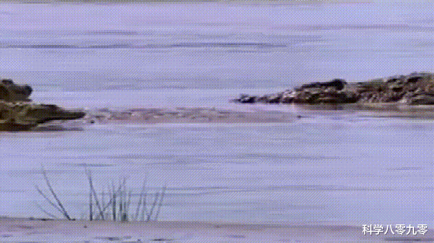 [巨鳄]传奇巨鳄古斯塔夫，10年杀300人，被机枪扫过，至今逍遥野外！