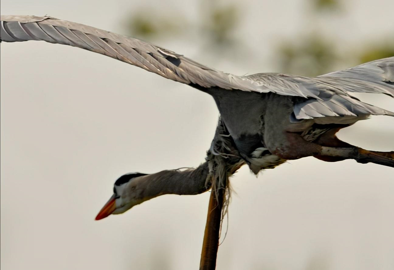 苍鹭|惨烈！蛇鳗从苍鹭肚中钻出，苍鹭仍淡定飞翔，最后怎样了？