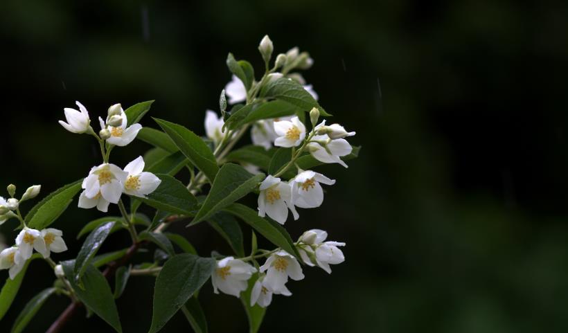 白羊座|10月下旬，春暖花开，得遇良人，良缘天成，天长地久的4星座