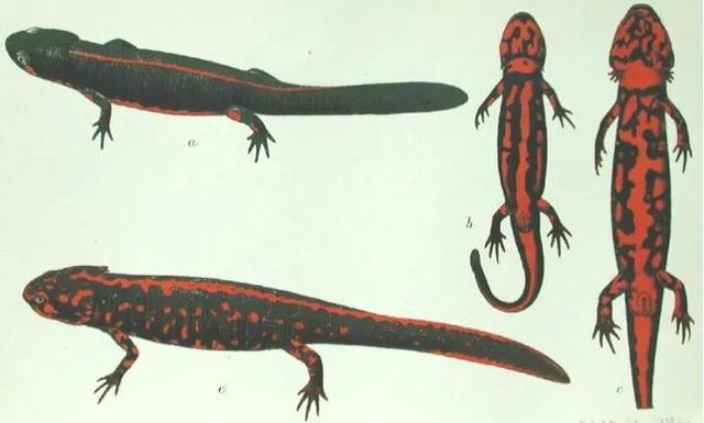 『犀牛』一百年来,中国灭绝了多少动物?