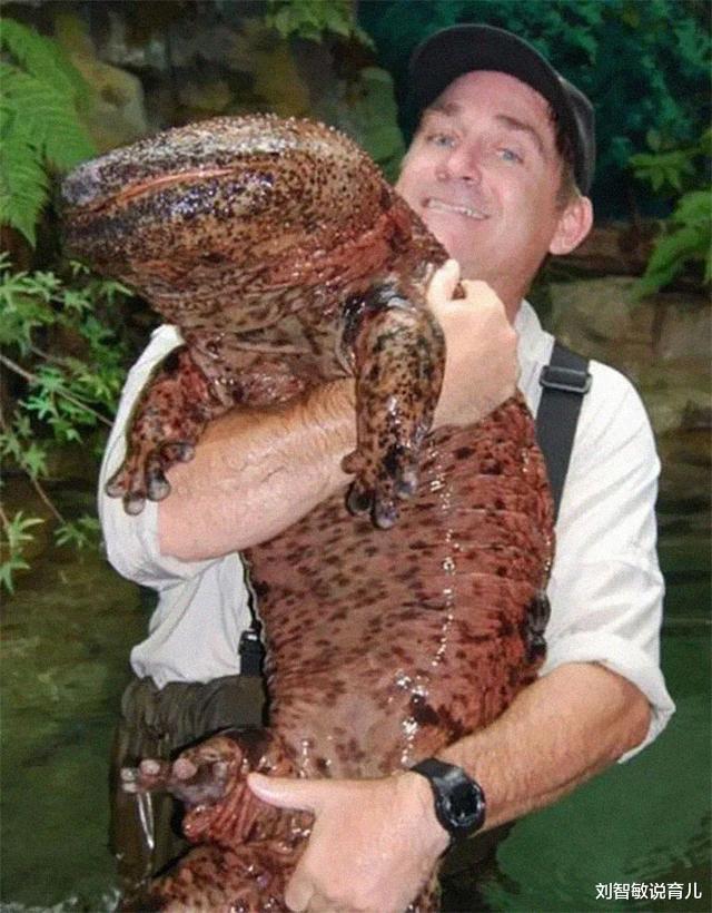 狮子|37张罕见“大”动物照片：看了熊掌和人类对比照，才知道熊多可怕