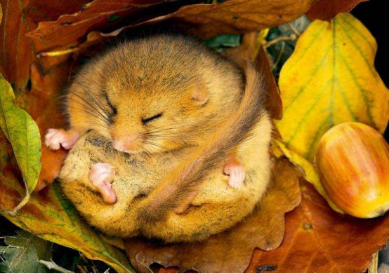 睡鼠|为什么这种动物能够一睡睡9个月？睡完起来交配，网友：想变成它