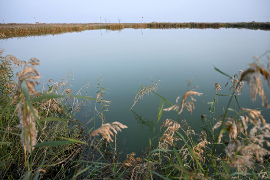 鲫鱼|秋钓心得,没那么多讲究,蚯蚓挂饵足矣