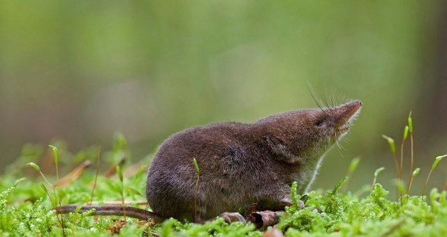 [科学家]踩都踩不死，鼩鼱的脊椎为何这么强？科学家花了一百年都搞不懂