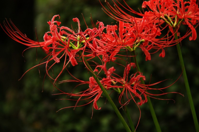 『生肖』未来9天，姻缘向好桃花旺盛，天降良缘，将喜获挚爱的四大生肖