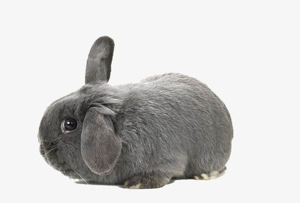 『』生肖兔:双喜盈门!青云直上!