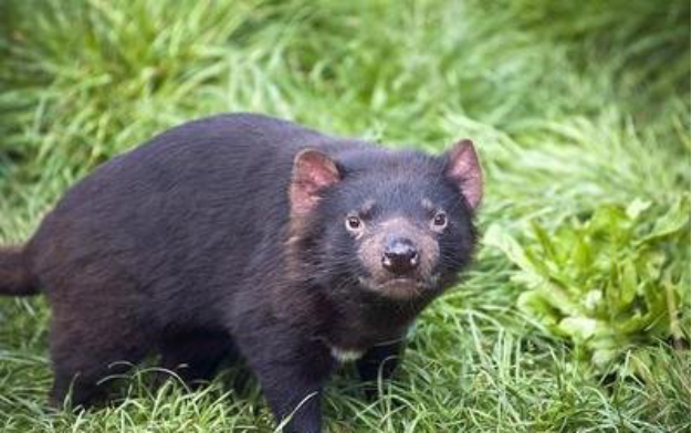 蜜獾|世界上最凶狠的动物,可以单手干死平头哥,人称黑恶魔!