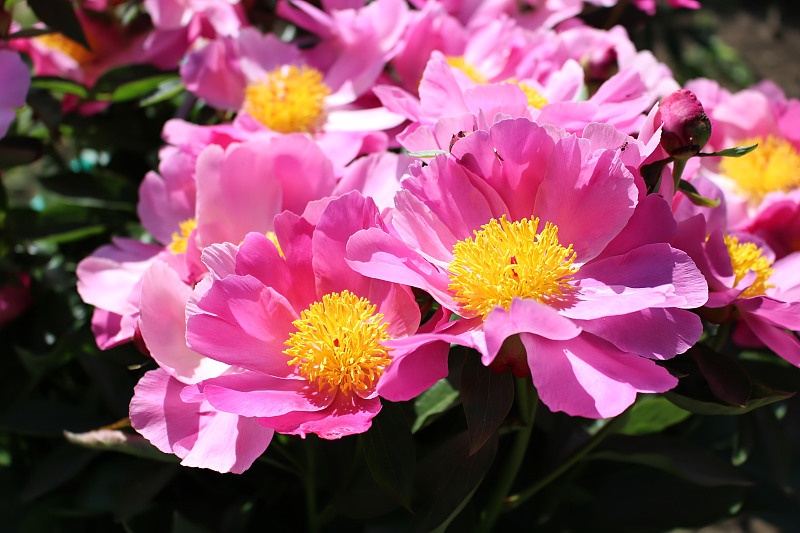 『生肖』3生肖女婚姻凄苦，得不到老公心疼，容易孤独