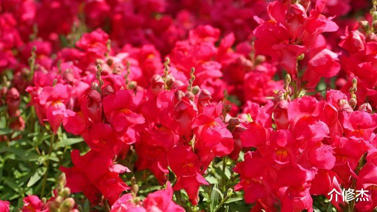 生肖|进入9月底后，好运不断，事业上升，财运变得十分旺盛的四大生肖