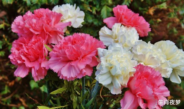 「生肖」4月底,桃花绽开,良缘破壳,3生肖诉说真情,不辜负,挽留旧情人