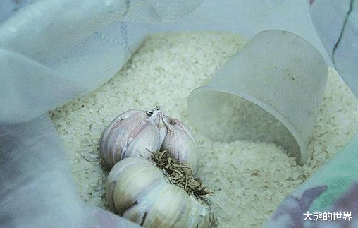 「大米」5月，大蒜刚上市，便宜时多买点，5种保存方法选一种，能吃一年！