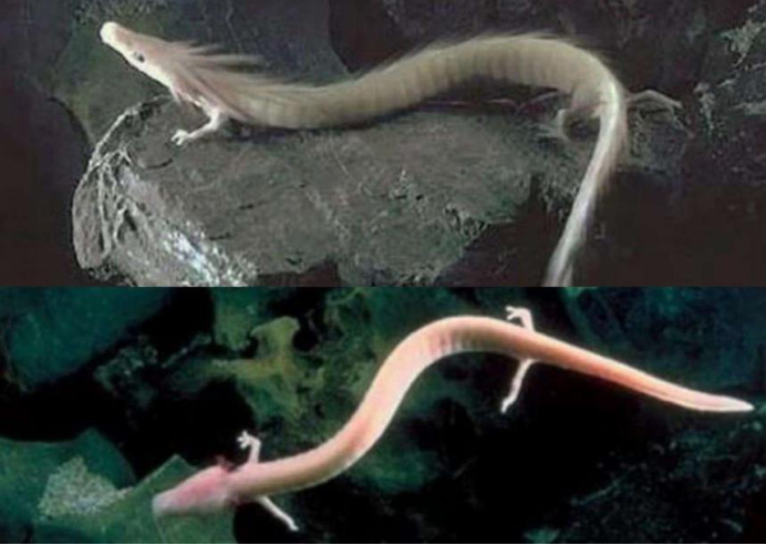 水母|龙会不会一直藏身在深海，所以直到现在都没有被人发现