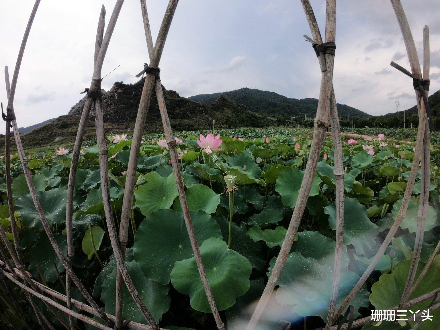 【广州市】广州郊外“连绵山脉”前的荷花田，门票由免费变10元，你来吗？