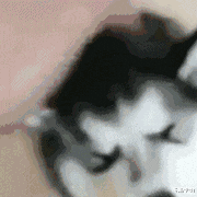 男子网购一只二哈，看到寄过来的样子后笑翻，二哈：我快被摸秃了