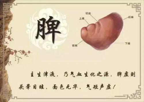 中药|脾虚该怎样补？