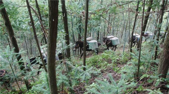 臆说古史|直击“骡马帮”夫妻的真实生活：密林深处干活，月收入4万