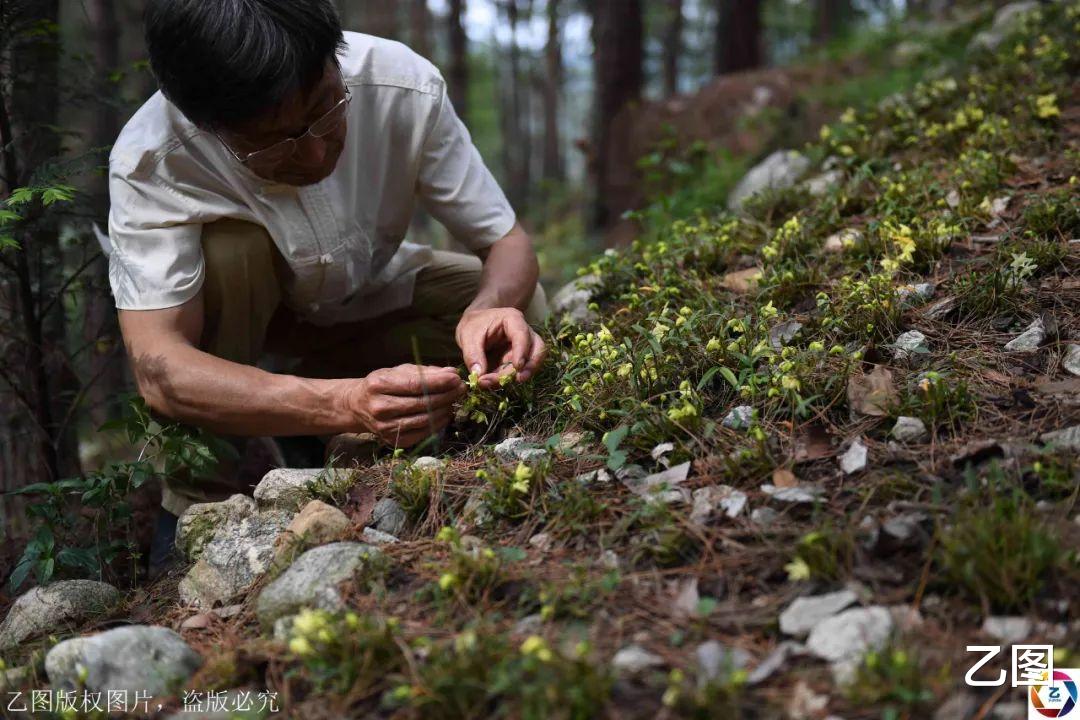 「套路贷」480元一克的“仙草”，山里村民用它烧菜吃，网友惊叹太奢侈