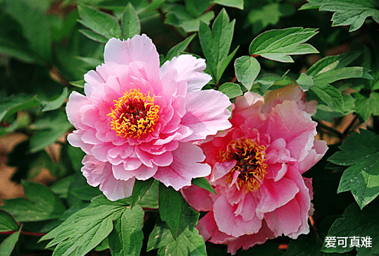 「」生肖猴：“穷酸”命里无财，窝囊不上进，下半辈子没钱没人养？