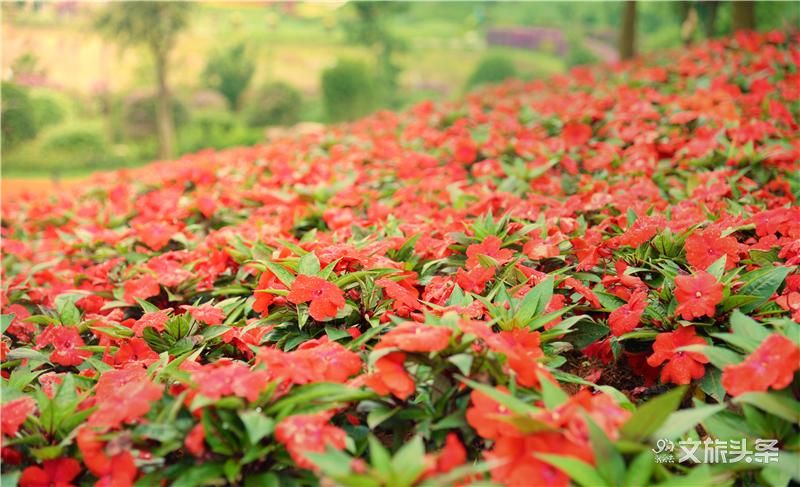 弥勒|马云近日现身昆明、弥勒、腾冲、西双版纳！拍照，打卡，要干嘛？