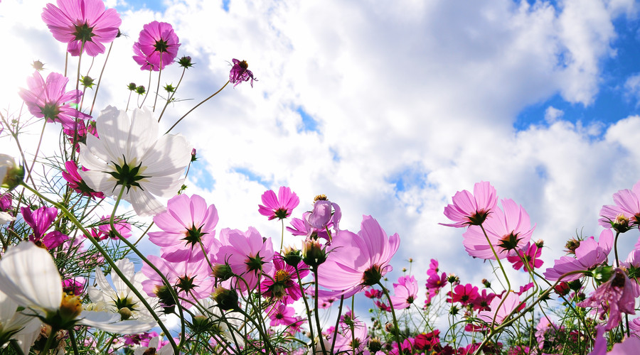 吉星|6天后，多福多财，3大生肖事业一路大发，富贵不愁